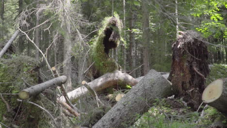 Uprooted-trees-in-a-wood-of-the-Italian-Alps-slow-motion