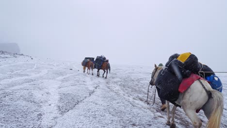 Loaded-pack-horses-ascending-the-Gergeti-glacier-on-the-way-to-Mt