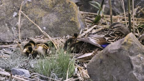 Young-little-ducks-and-their-mom-resting-peaceful-near-the-shore-of-Zamardi-ferry-terminal