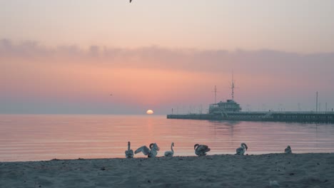 Cisnes-Sentados-En-La-Playa-Al-Amanecer-Con-El-Muelle-Al-Fondo