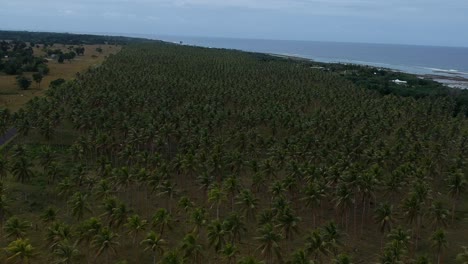 Aerial-view-of-a-large-village-palm-plantation-growing-near-the-coastline-of-a-remote-tropical-island-in-the-Pacific-ocean