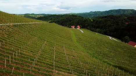 Aerial-landscape-low-flying-shot-of-vineyards-on-hills-slovenia-europe