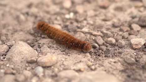 A-close-up-of-a-furry-caterpillar-crawling-along-a-path