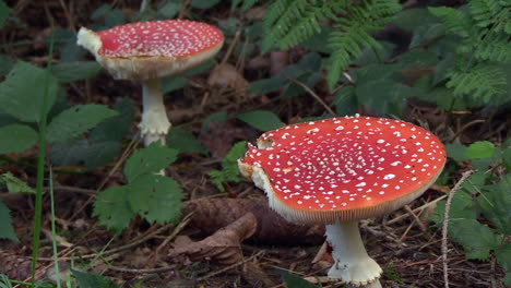 Two-full-grown-fly-mushrooms-with-bite-marks,-Amanita-muscaria