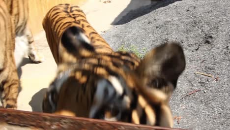 Hand-feeding-tigers-with-raw-chicken-meat