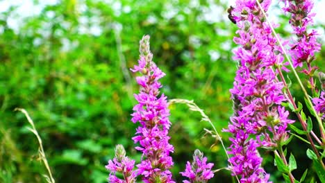 Bee-collecting-pollen-off-beautiful-purple-flowers