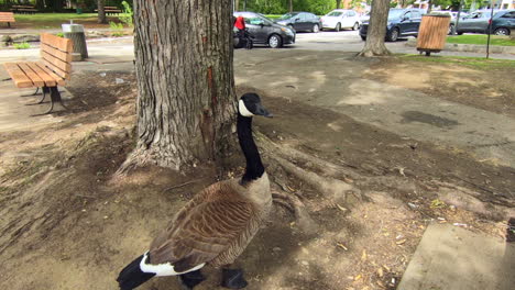 Editorial,-close-up-view-of-a-duck-under-a-tree-looking-to-camera,-with-people-and-cars-in-background