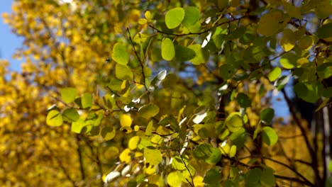 Flatternde-Espenblätter-Im-Herbst