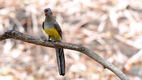 The-Orange-breasted-Trogon-is-a-confiding-medium-size-bird-found-in-Thailand