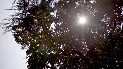 Helle-Sonne-Scheint-Durch-Die-Äste-Der-Bäume