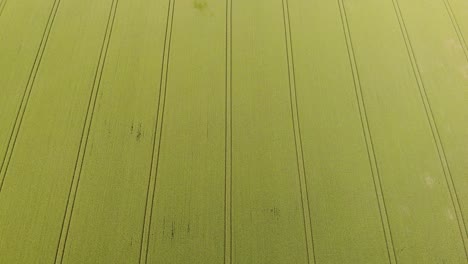Befriedigende-Parallele-Linien-Mit-Drohnenperspektive-über-Grünen-Feldern