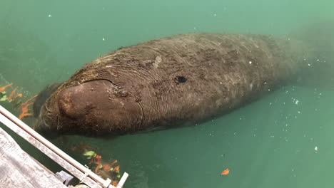 Marine-manatee-eating-fruits-and-vegetable-on-rehabilitation-project-in-Brazil