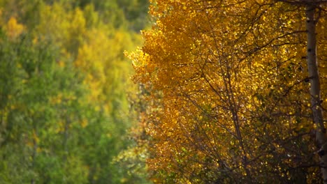 Closeup-view-of-fluttering-golden-aspen-leaves-in-slow-motion