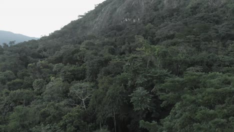 Cerca-De-árboles-Vuelo-De-Drones-Sobre-La-Selva-Brasileña-4k