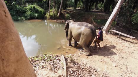 Un-Hermoso-Elefante-Tailandés-Entrando-En-Una-Piscina-Fangosa-Para-Bañarse-En-El-Parque-Nacional-Khao-Sok---Cámara-Lenta