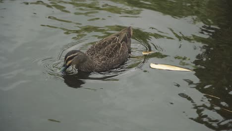 Pacific-Black-Duck-,-swimming,-looking-for-food-on-pond-and-preening-,-summers-day