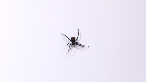 CLOSE-UP-Redback-Spider-On-A-White-Background,-TOP-DOWN-SHOT