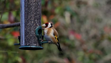 Goldfinch,--Carduelis-carduelis,-on-hanging-feeder.-UK