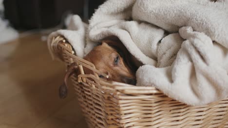 Dachshund-sleeping-in-blankets-in-a-basket-at-home
