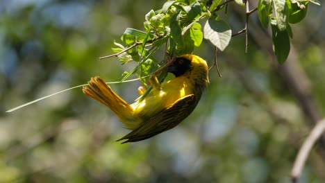 Single-Southern-masked-weaver-hangs-from-tree-branch-to-start-weaving-nest,-daylight,-static
