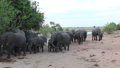 Una-Gran-Manada-De-Elefantes-Africanos-Abandona-El-Río-Chobe-Después-De-Beber