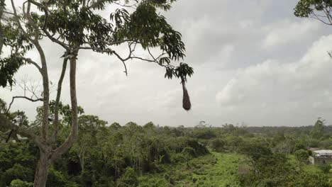 Hanging-tropical-bird-nest-in-rainforest-treetop,-with-bird-defending-nest,-aerial