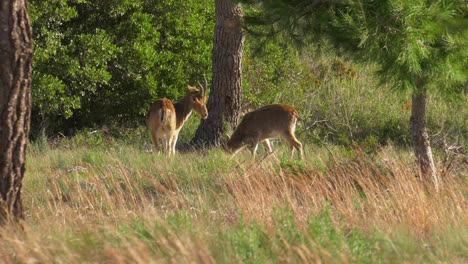 Cabras-Salvajes-Españolas-En-Hábitat-Natural,-Cabra-Montés-Ibérico