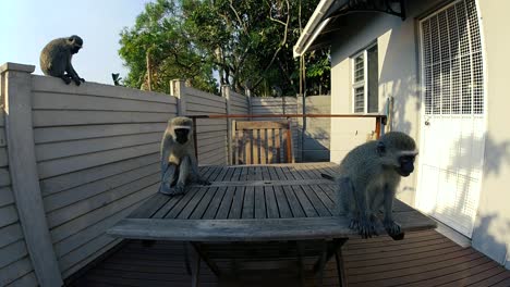 Hungrige-Wilde-Graue-Vervet-Affen,-Die-Auf-Einem-Außentisch-In-Einem-Wohngebiet-In-Südafrika-Essen-Essen