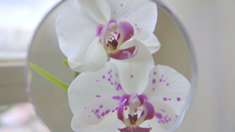Nahaufnahme-Einer-Lupe-Auf-Orchideen