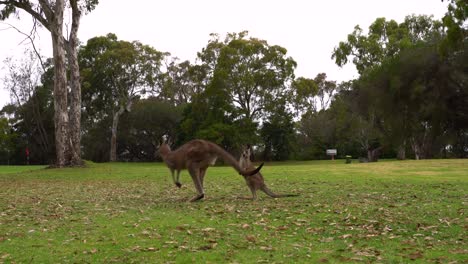 Video-footage-of-a-mother-Kangaroo-and-joey-from-NSW,-Australia
