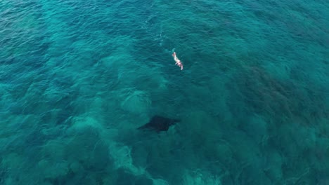 An-ocean-adventure,-diving-with-a-large-Manta-Ray-in-the-beautiful-blue-waves-of-Western-Fiji---top-view