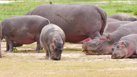 Un-Gran-Grupo-De-Hipopótamos-Encontrados-Descansando-Y-Pastando-En-La-Orilla-De-Un-Río-En-Las-Orillas-Verdes.