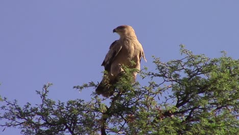 Tawny-Eagle,-pale-morph-vocalizes-in-African-acacia-tree,-close-up-shot