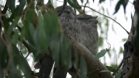 Tawny-Frogmouth-Couple-Perched-On-A-Eucalyptus-Tree-Branch,-TILT-UP