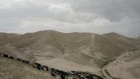 Black-and-white-sheep-and-goat-walk-up-hill,-Israel-desert,-Aerial-view