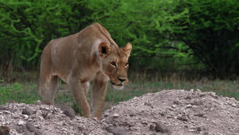A-Lion-Getting-Down-Backward-On-A-Pile-Of-Sand-And-Stones-In-Nxai-Pan-In-Botswana---Closeup-Shot