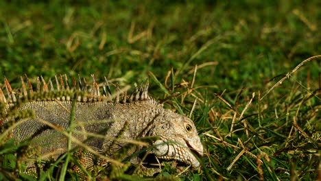 Iguana-in-the-grass-feeding-and-walking-out-of-frame