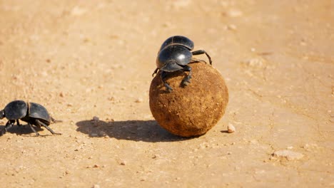 A-Flightless-Dung-Beetle-struggles-to-roll-and-move-a-dung-ball-in-Addo-Elephant-Park,-South-Africa-whilst-another-crawls-away-slowly