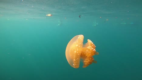 A-beautiful-jellyfish-swimming-in-slow-motion-filmed-from-the-side