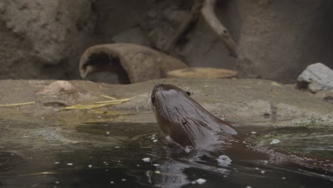 Otter-Verlässt-Teich-In-Superzeitlupe