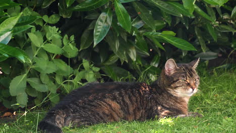 cat-resting-a-grasfield-in-the-garden
