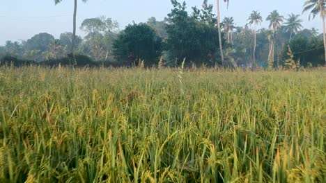 Rice-grains-ripening-on-stalk-ready-for-harvest,Rice-field-ready-for-harvest