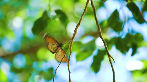 A-beautiful-yellow-and-black-winged-Monarch-Butterfly-flapping-its-wings-and-landing-on-a-twig-of-a-tree---Slow-motion