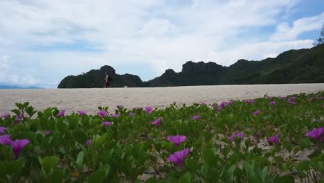Guy-walk-along-the-Tanjung-Rhu-Beach-with-Field-with-beautiful-pink-flowers-in-foreground