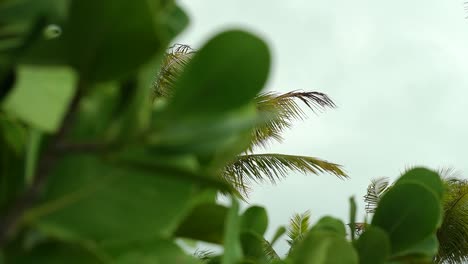 Palm-Tree-Blowing-in-Wind-on-a-Cloudy-Day-Before-Storm