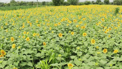 Flyover-shot-with-drone-on-a-Sunflower-field-with-flowers-blooming-in-the-rural-part-of-india