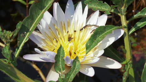Hermosa-Flor-De-Nenúfar-Blanca-Con-Abejas-Recogiendo-Polen-Y-Moscas-En-El-Río-En-El-Delta-Del-Okavango,-Botswana