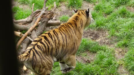 Tiger-Läuft-Im-Zoolebensraum