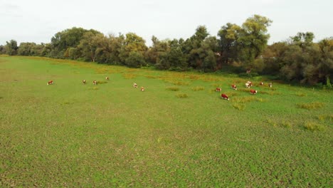 Aerial-drone-view-flight-over-meadow-with-cattle-grazing-in-grass-field