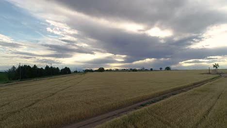 A-side-pan-of-a-winter-wheat-field-with-a-dramatic-sky